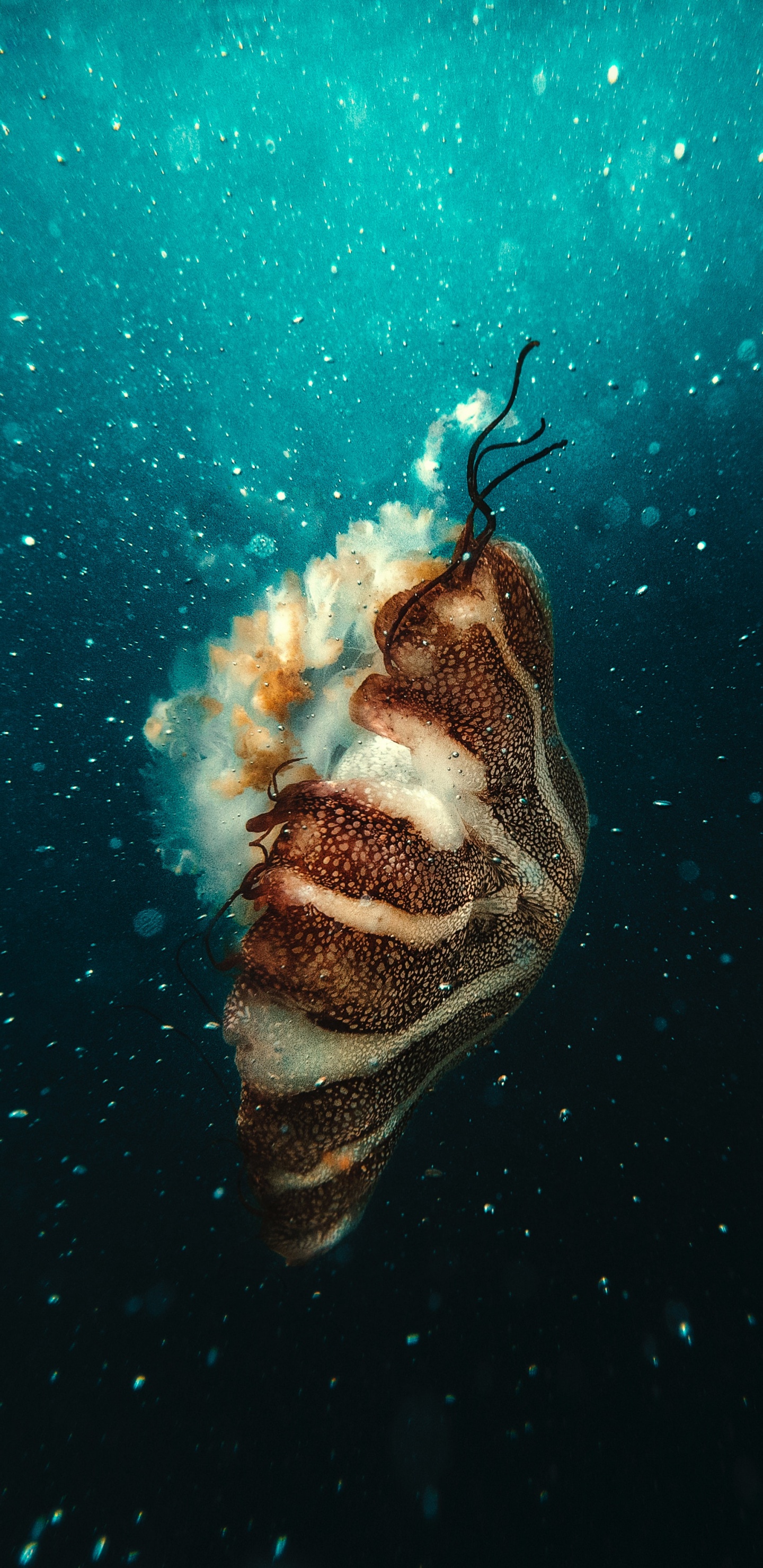 Poisson Brun et Blanc Sous L'eau. Wallpaper in 1440x2960 Resolution