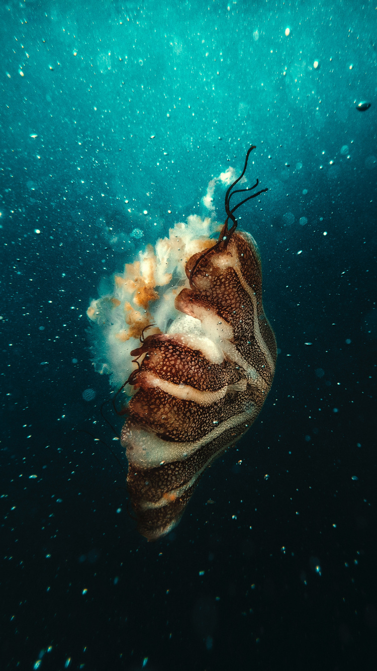 Poisson Brun et Blanc Sous L'eau. Wallpaper in 750x1334 Resolution