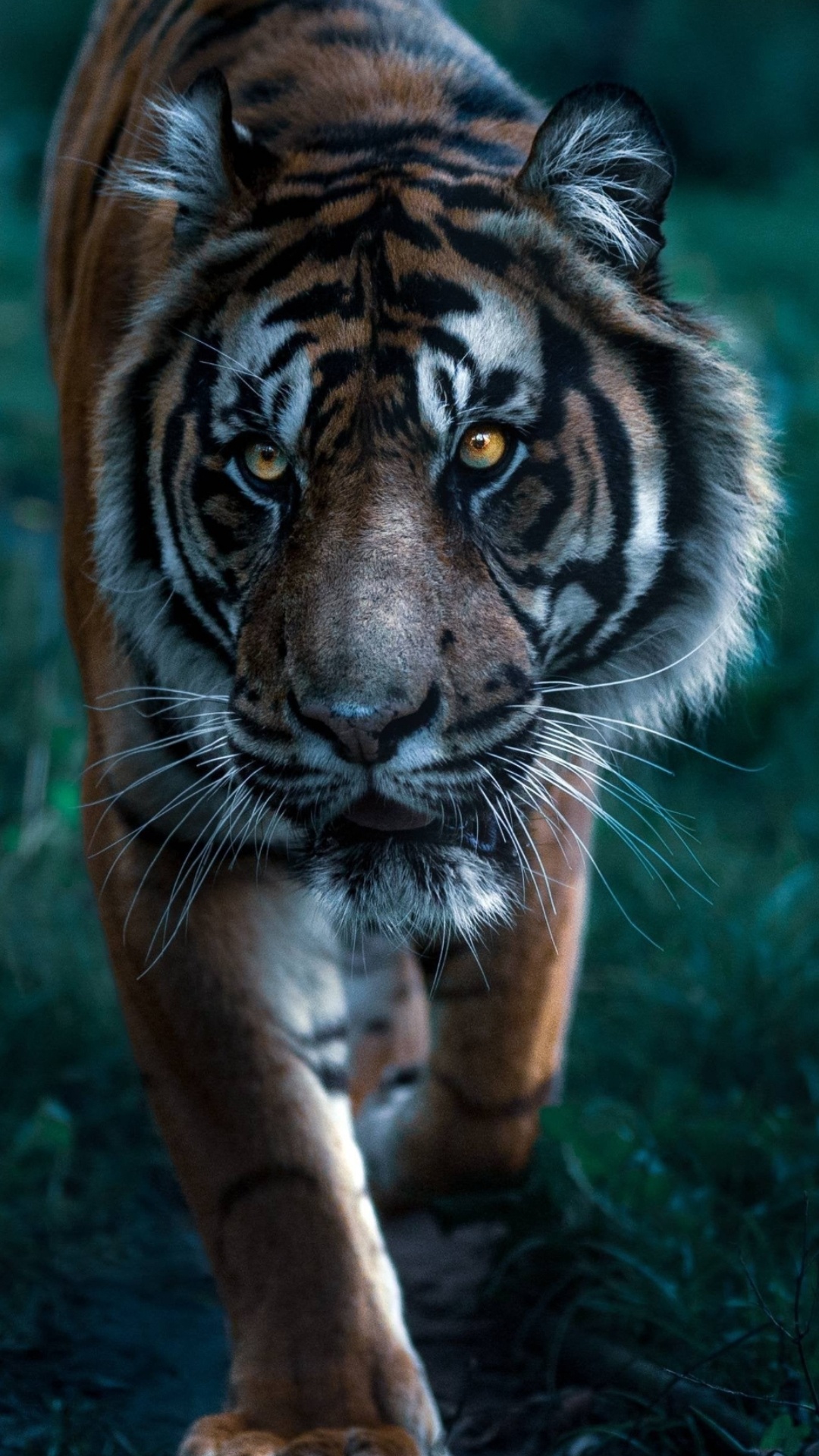 Tigre, Nikon, Nikon Z6, Nikon z 9, Nikon D5300. Wallpaper in 1080x1920 Resolution