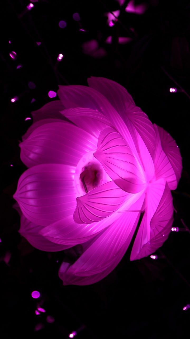 Pink Flower in Black Background. Wallpaper in 720x1280 Resolution