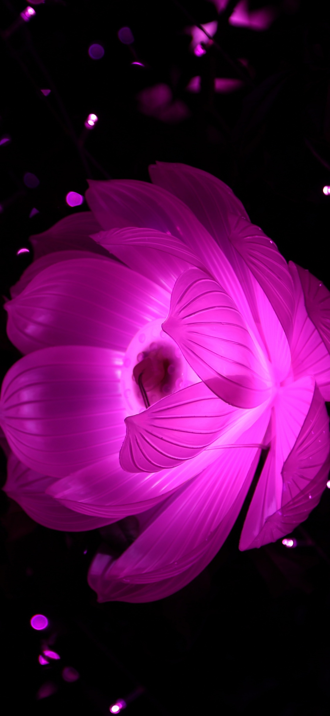 Rosa Blume Auf Schwarzem Hintergrund. Wallpaper in 1125x2436 Resolution