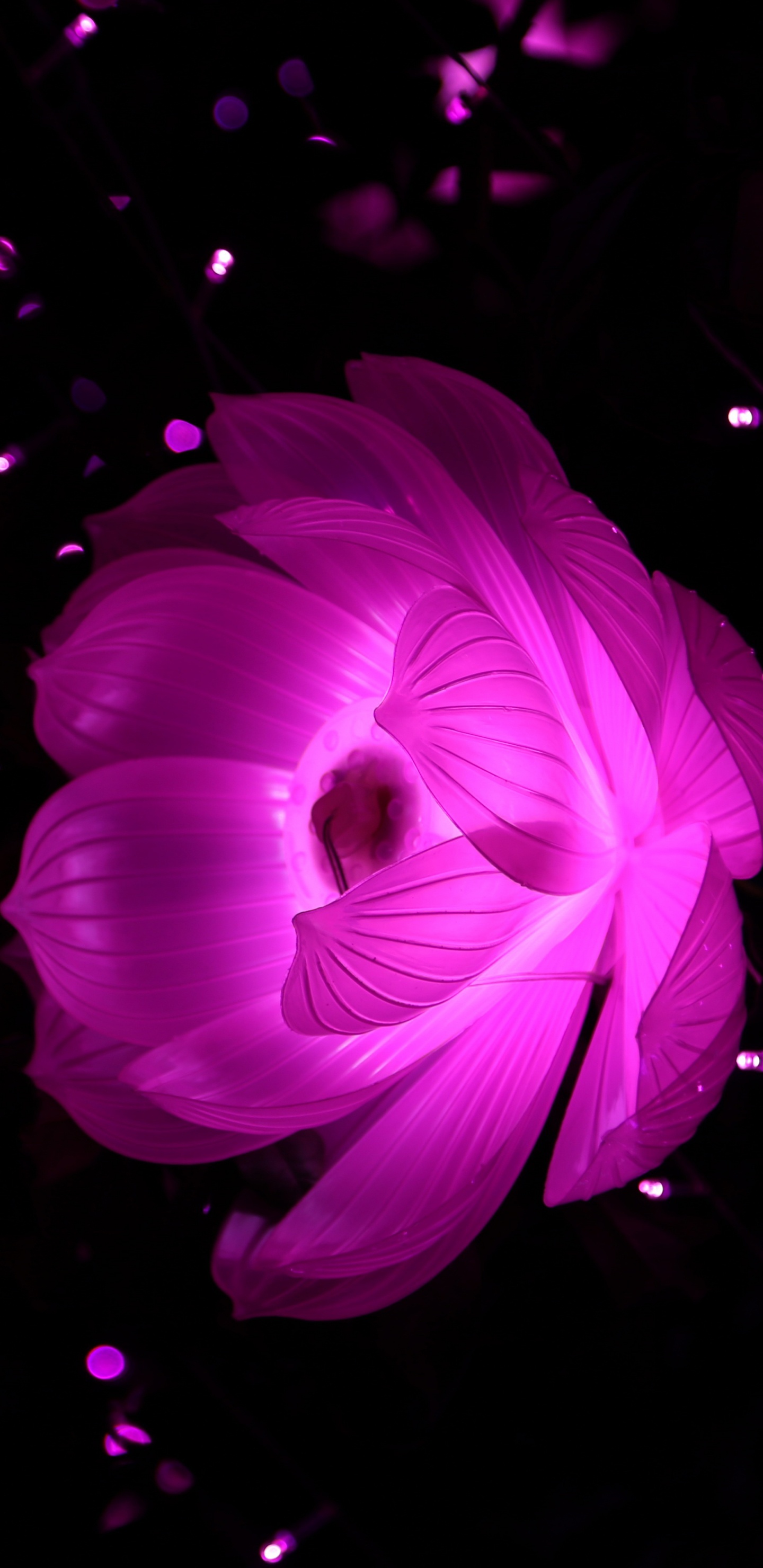 Flor Rosa en Fondo Negro. Wallpaper in 1440x2960 Resolution