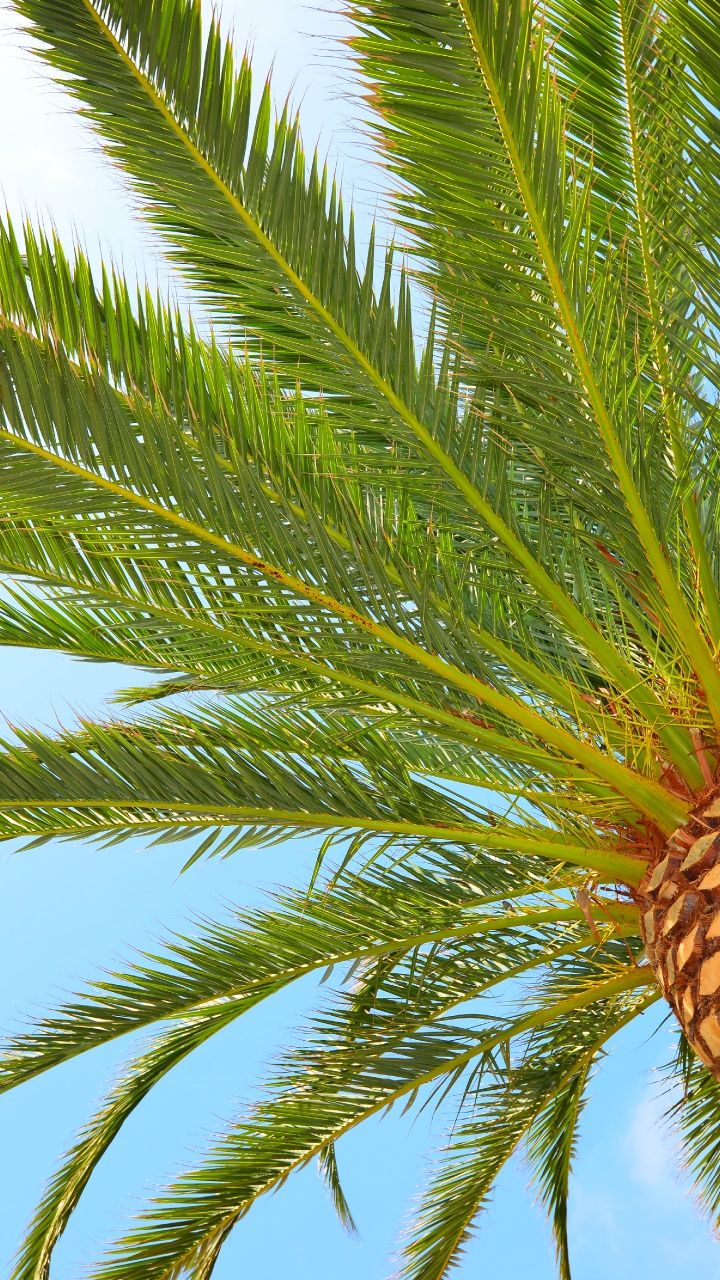 Tagsüber Grüne Palme Unter Blauem Himmel. Wallpaper in 720x1280 Resolution
