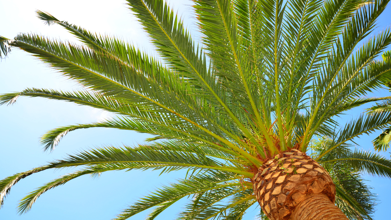 Palmera Verde Bajo un Cielo Azul Durante el Día. Wallpaper in 1366x768 Resolution