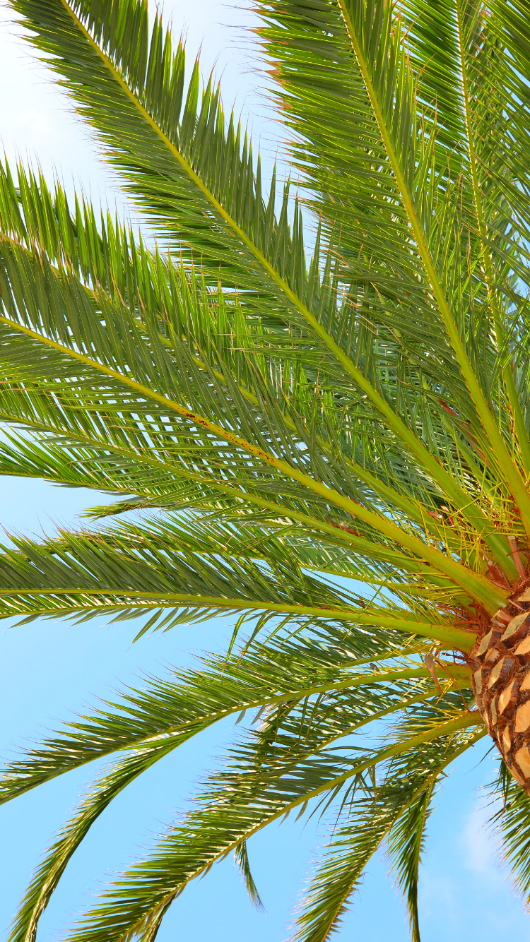 Palmera Verde Bajo un Cielo Azul Durante el Día. Wallpaper in 750x1334 Resolution