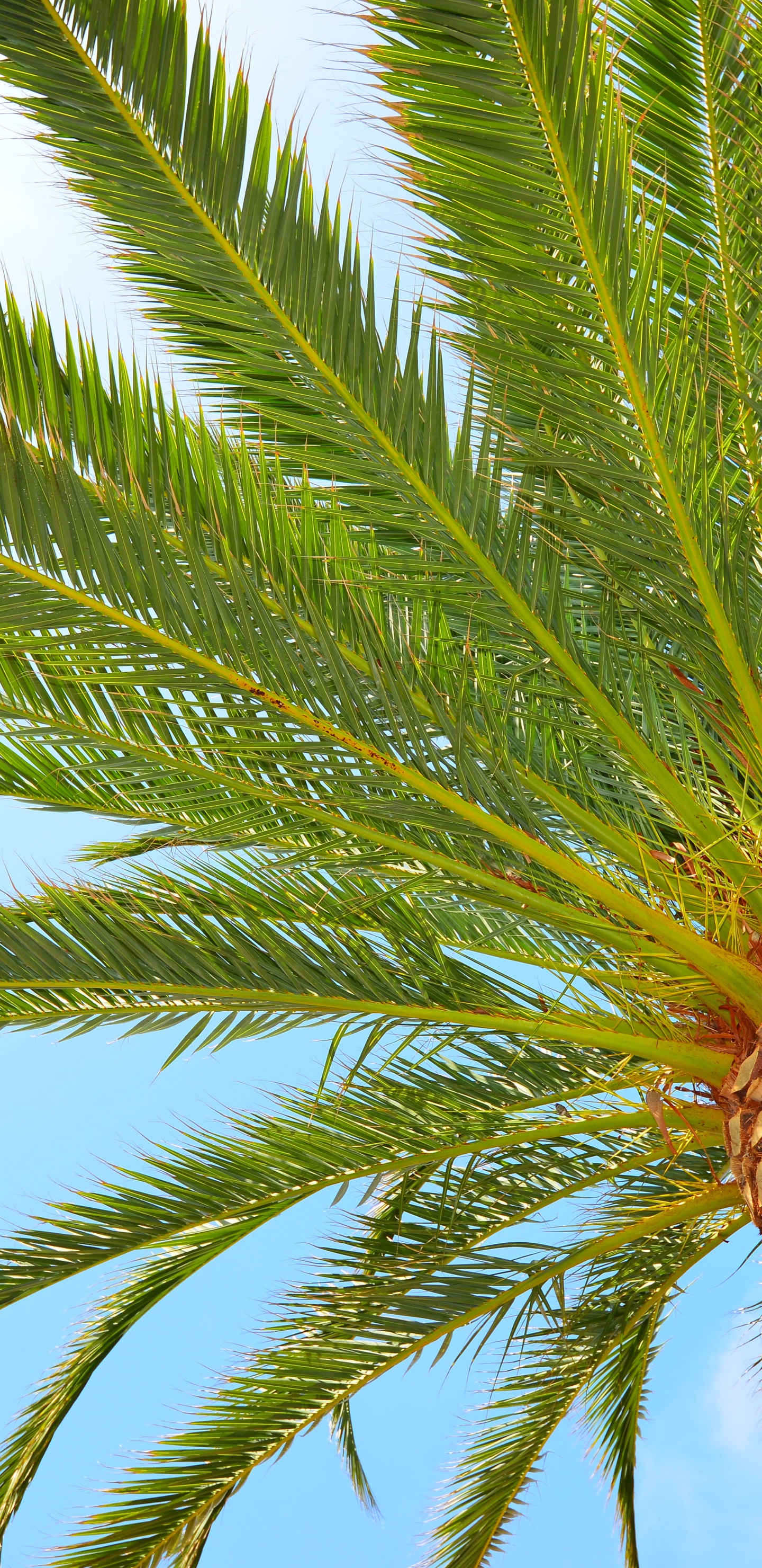 Palmier Vert Sous Ciel Bleu Pendant la Journée. Wallpaper in 1440x2960 Resolution