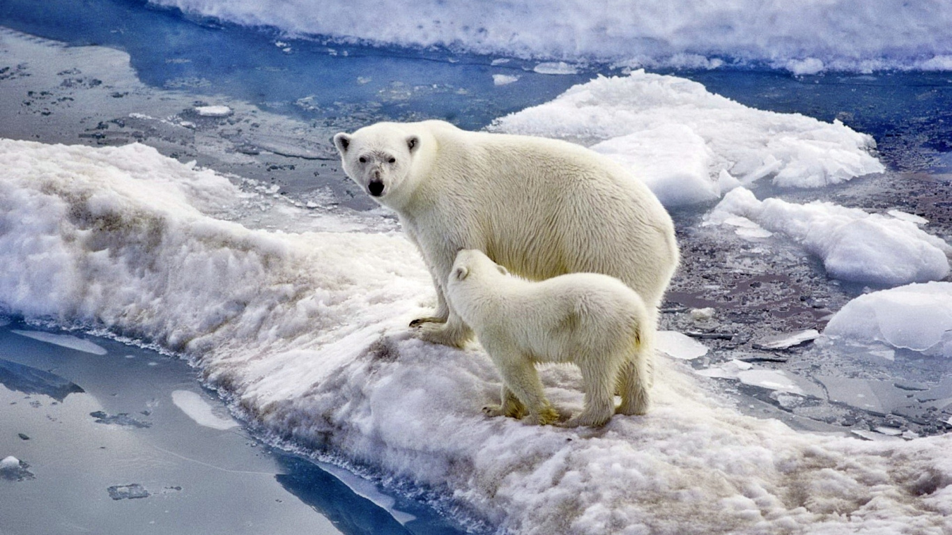 Eisbär Auf Schneebedecktem Boden Tagsüber. Wallpaper in 1366x768 Resolution