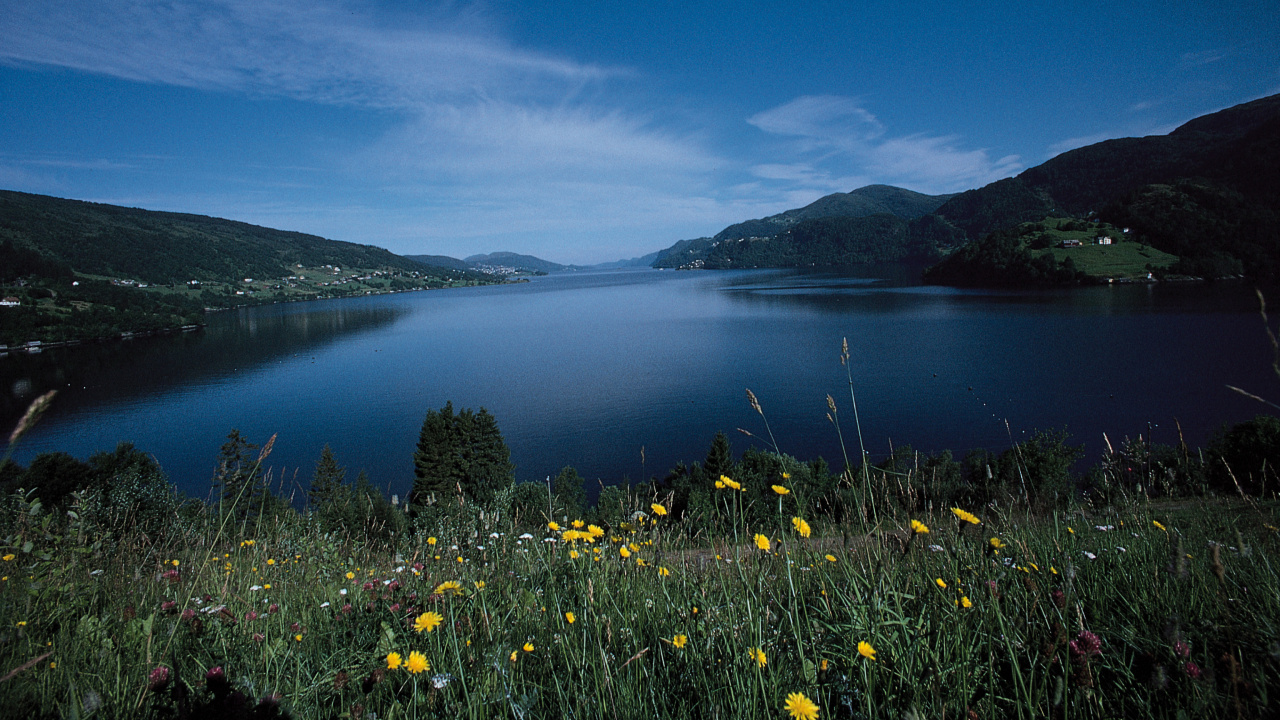 Yellow Flowers Near Body of Water Under Blue Sky During Daytime. Wallpaper in 1280x720 Resolution