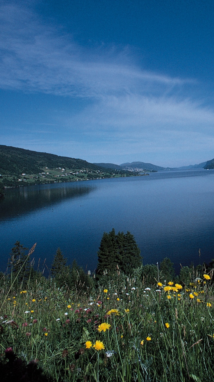 Yellow Flowers Near Body of Water Under Blue Sky During Daytime. Wallpaper in 720x1280 Resolution