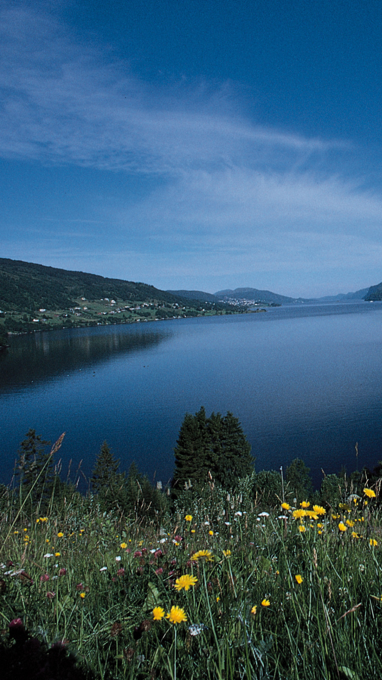 Yellow Flowers Near Body of Water Under Blue Sky During Daytime. Wallpaper in 750x1334 Resolution