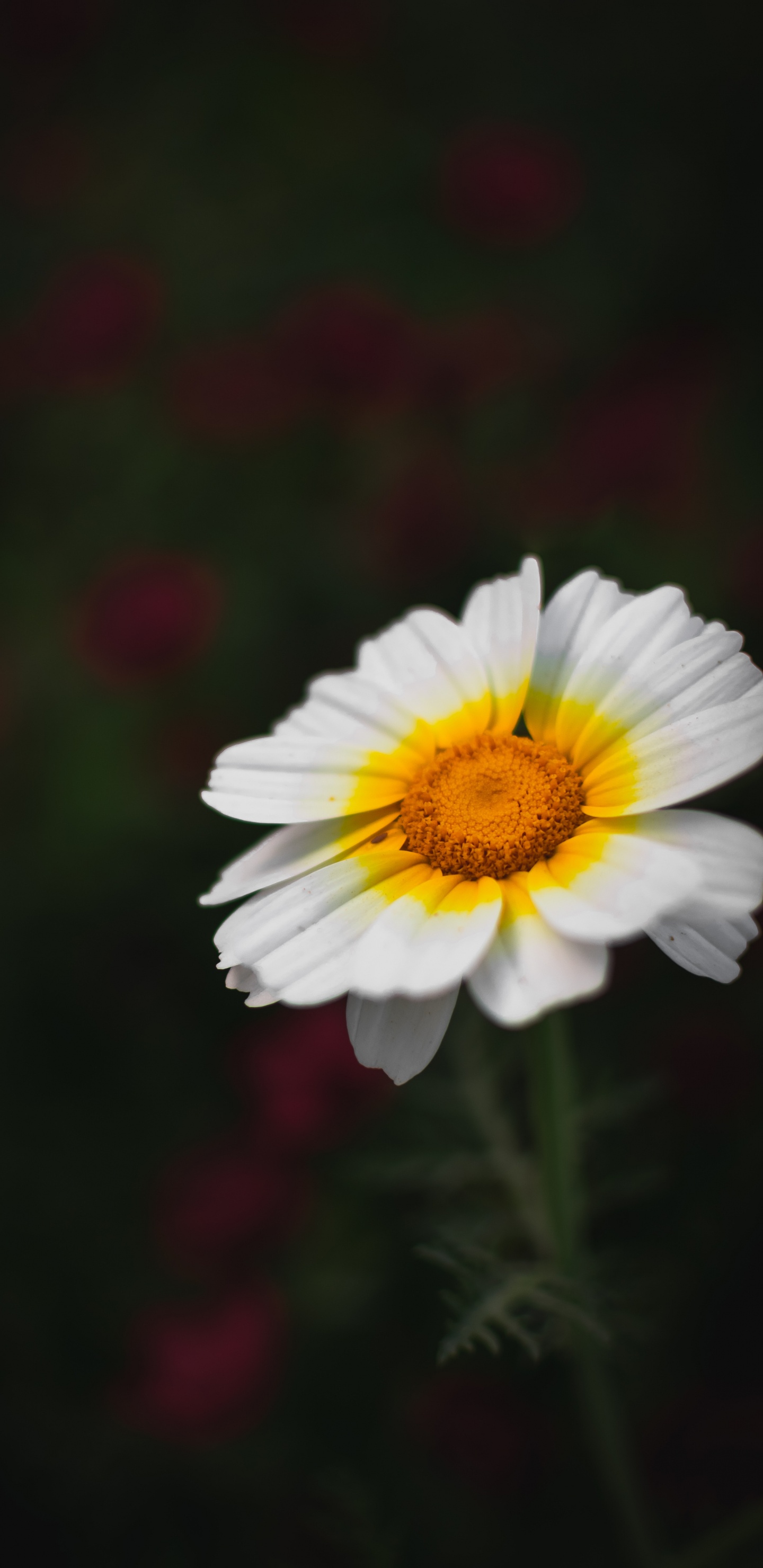 Blühende Pflanze, Blütenblatt, Kamillentee, Gelb, Wildflower. Wallpaper in 1440x2960 Resolution