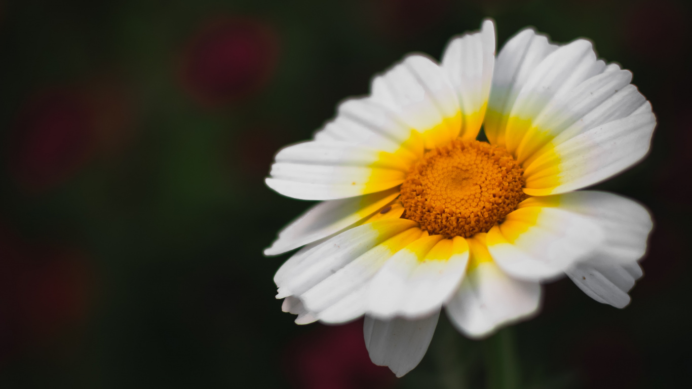 la Floraison de la Plante, Pétale, Camomille, Jaune, Sauvages. Wallpaper in 1366x768 Resolution