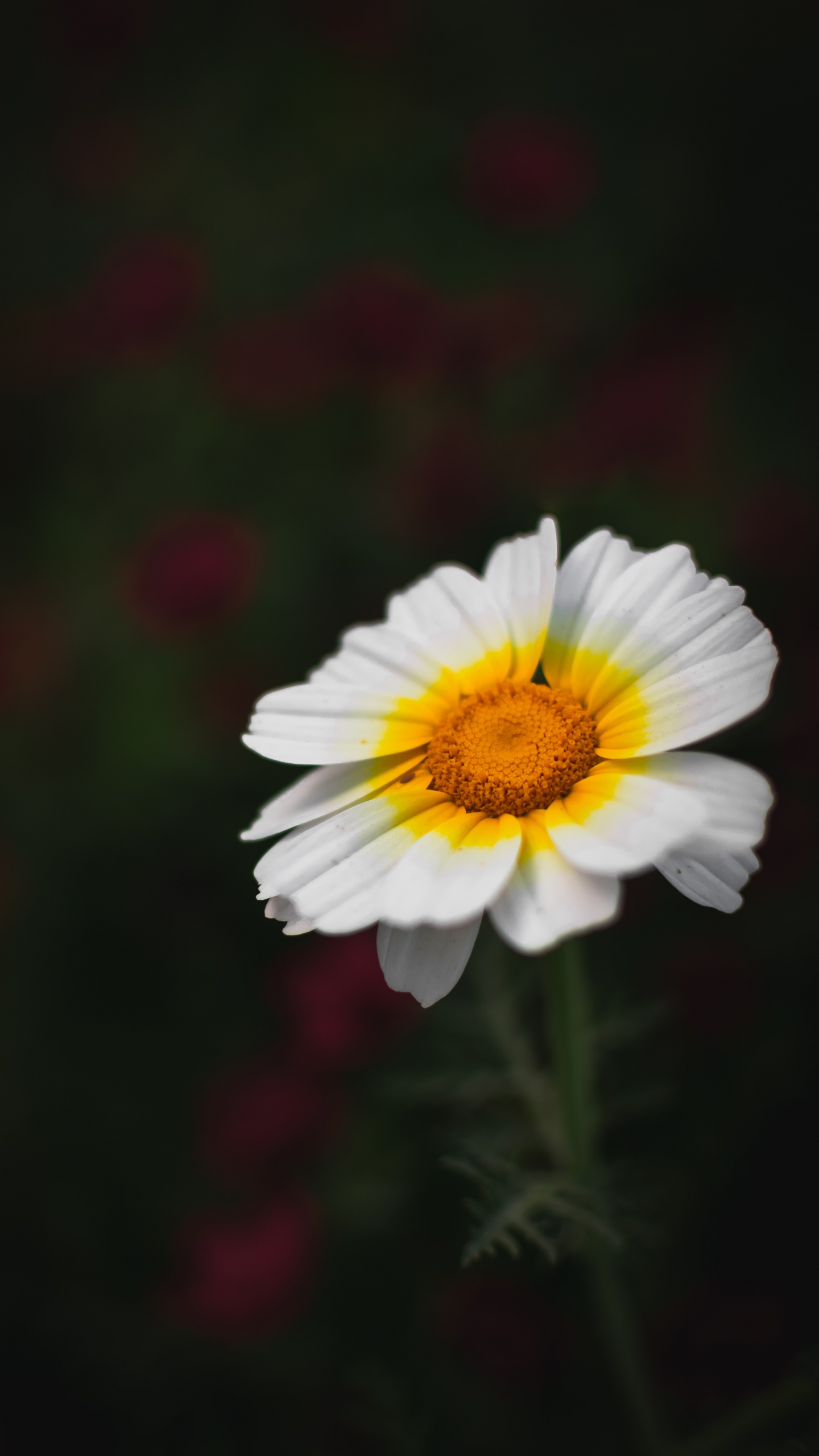 la Floraison de la Plante, Pétale, Camomille, Jaune, Sauvages. Wallpaper in 1440x2560 Resolution