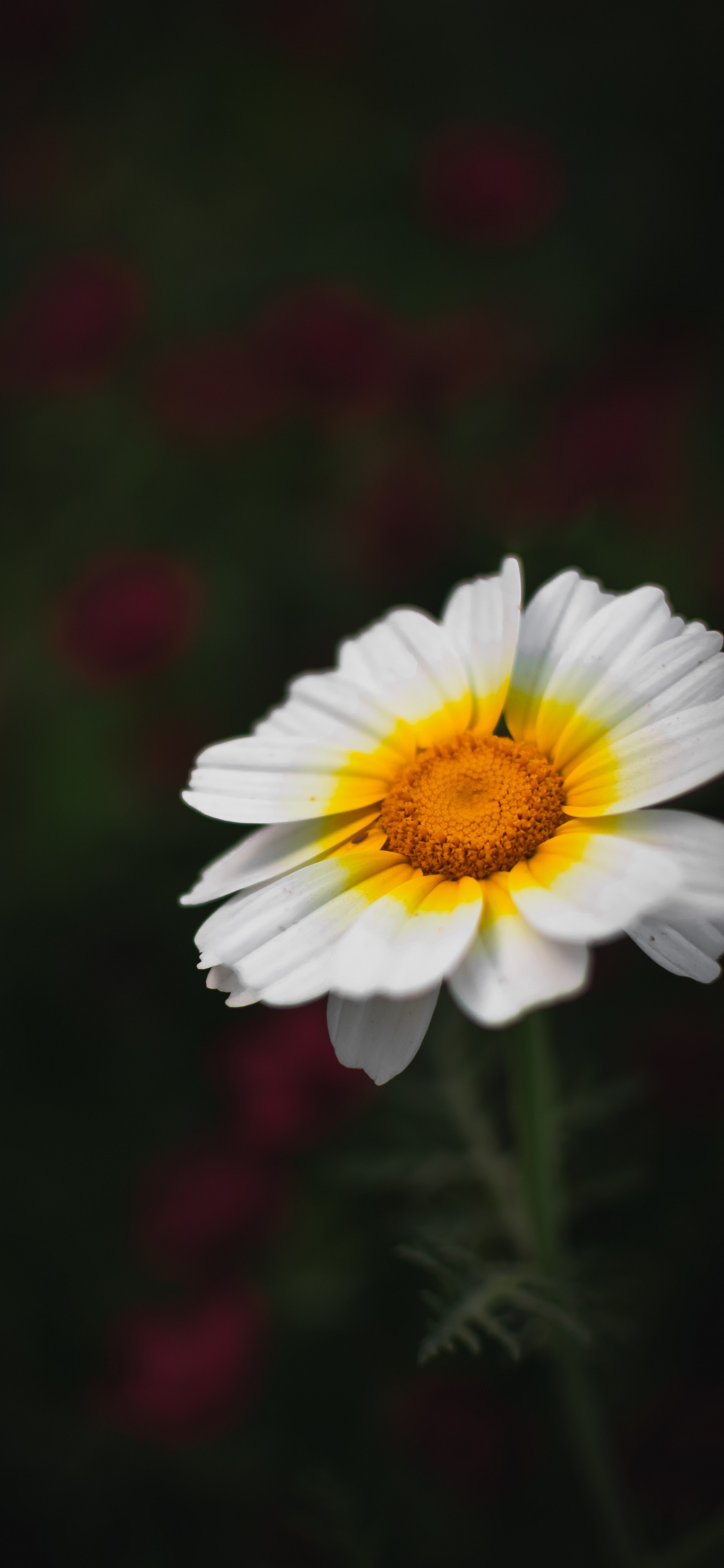 la Floración de la Planta, Pétalo, Manzanilla, Amarillo, Flores Silvestres. Wallpaper in 1125x2436 Resolution