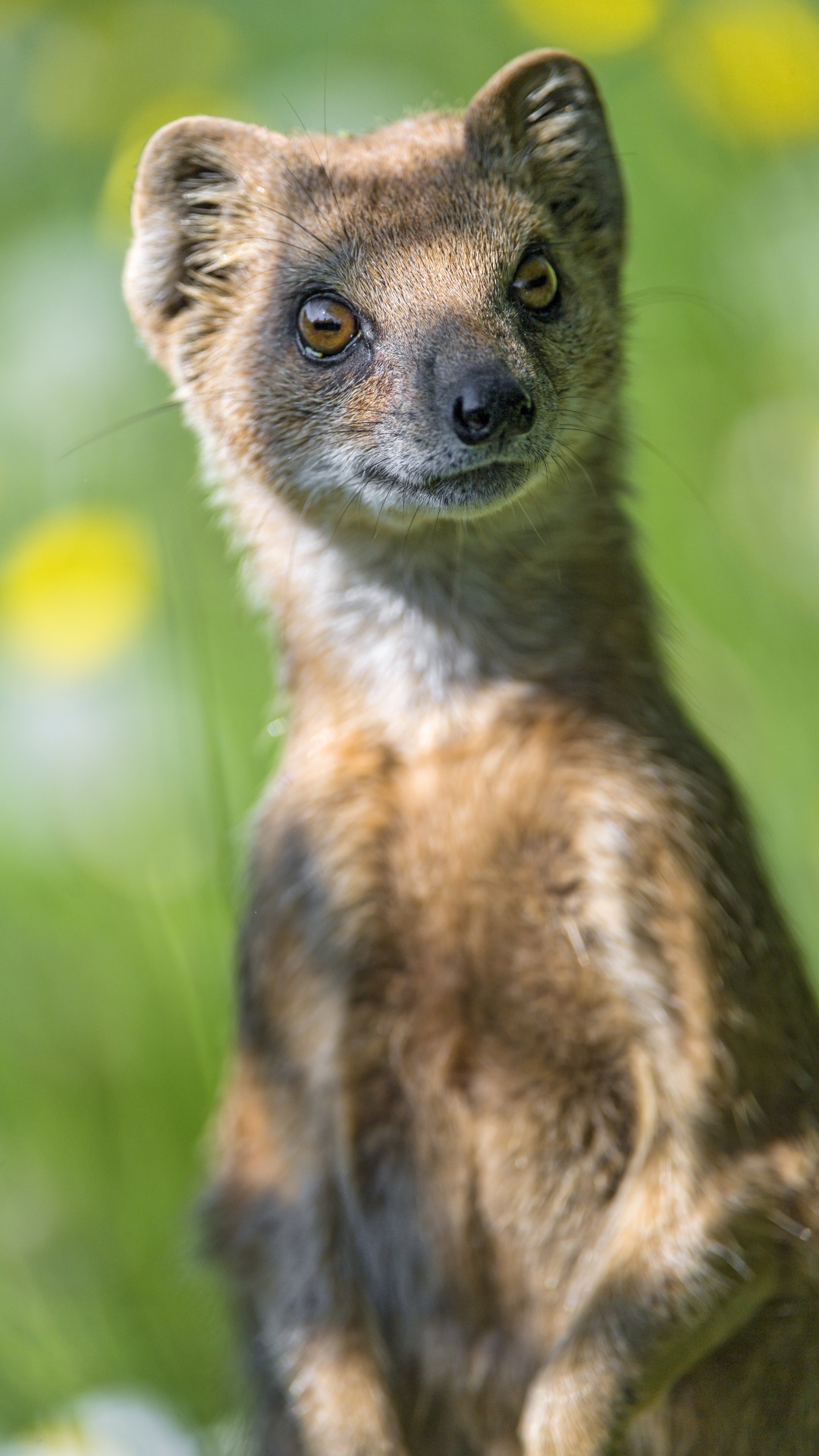 Animal de Pelo Corto Marrón y Blanco. Wallpaper in 1080x1920 Resolution