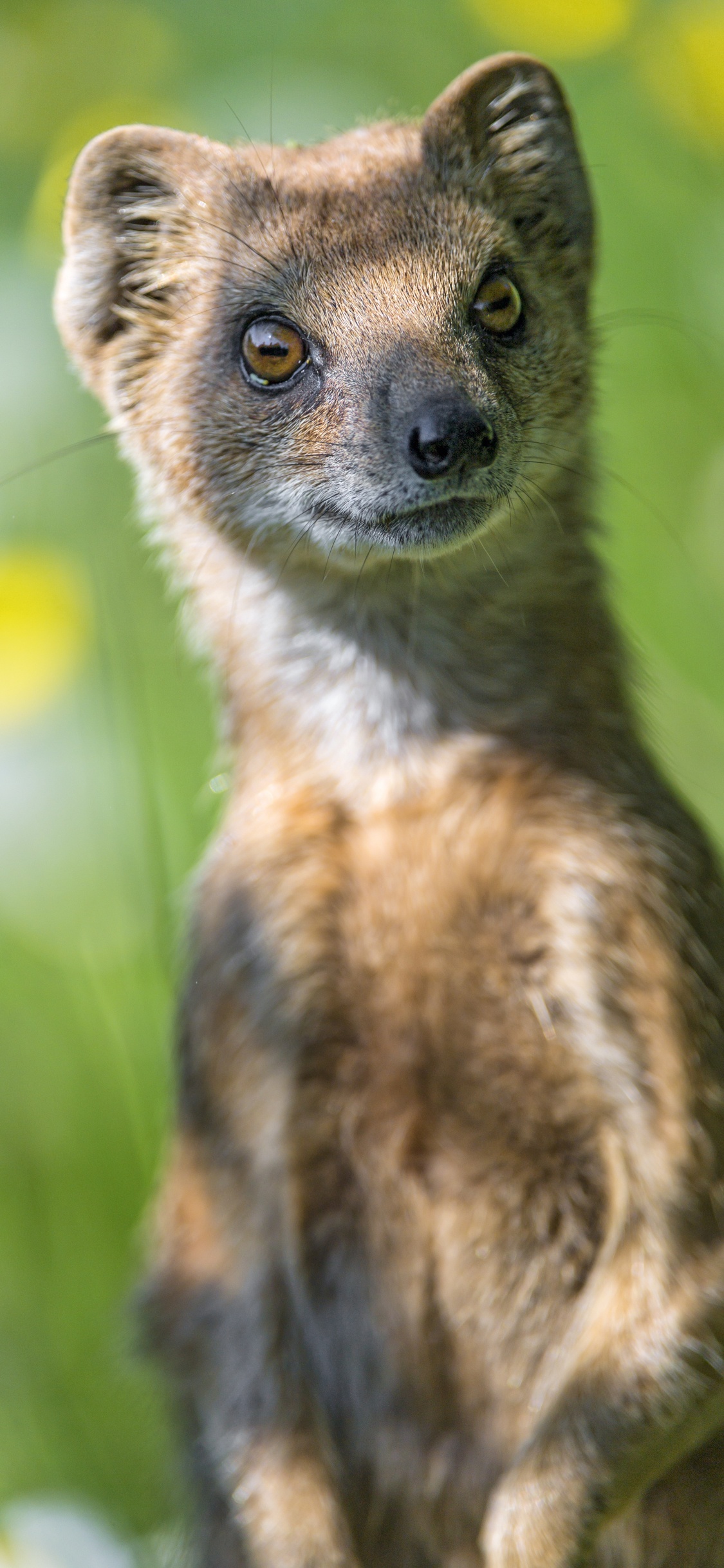 Brown and White Short Coated Animal. Wallpaper in 1125x2436 Resolution
