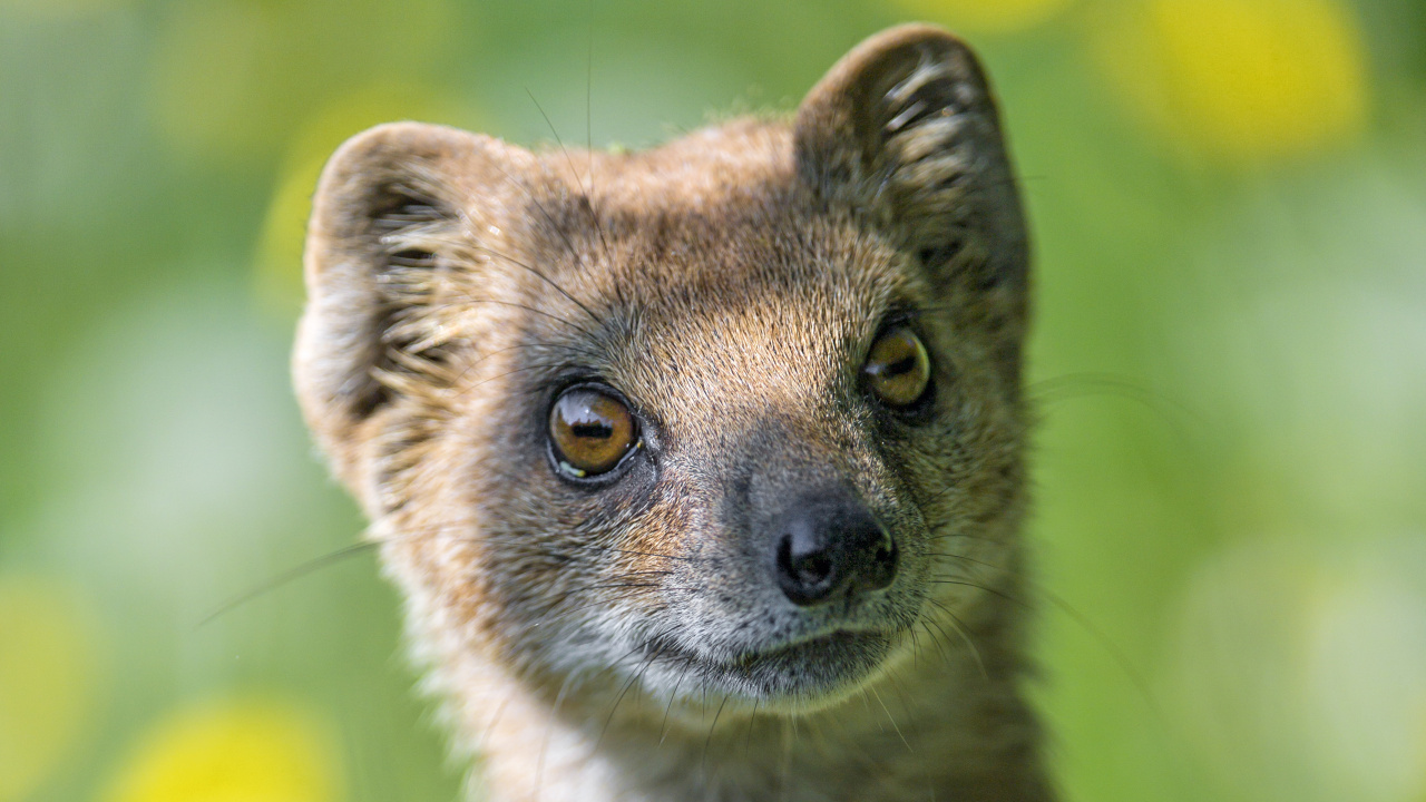 Braun-weißes, Kurzhaariges Tier. Wallpaper in 1280x720 Resolution