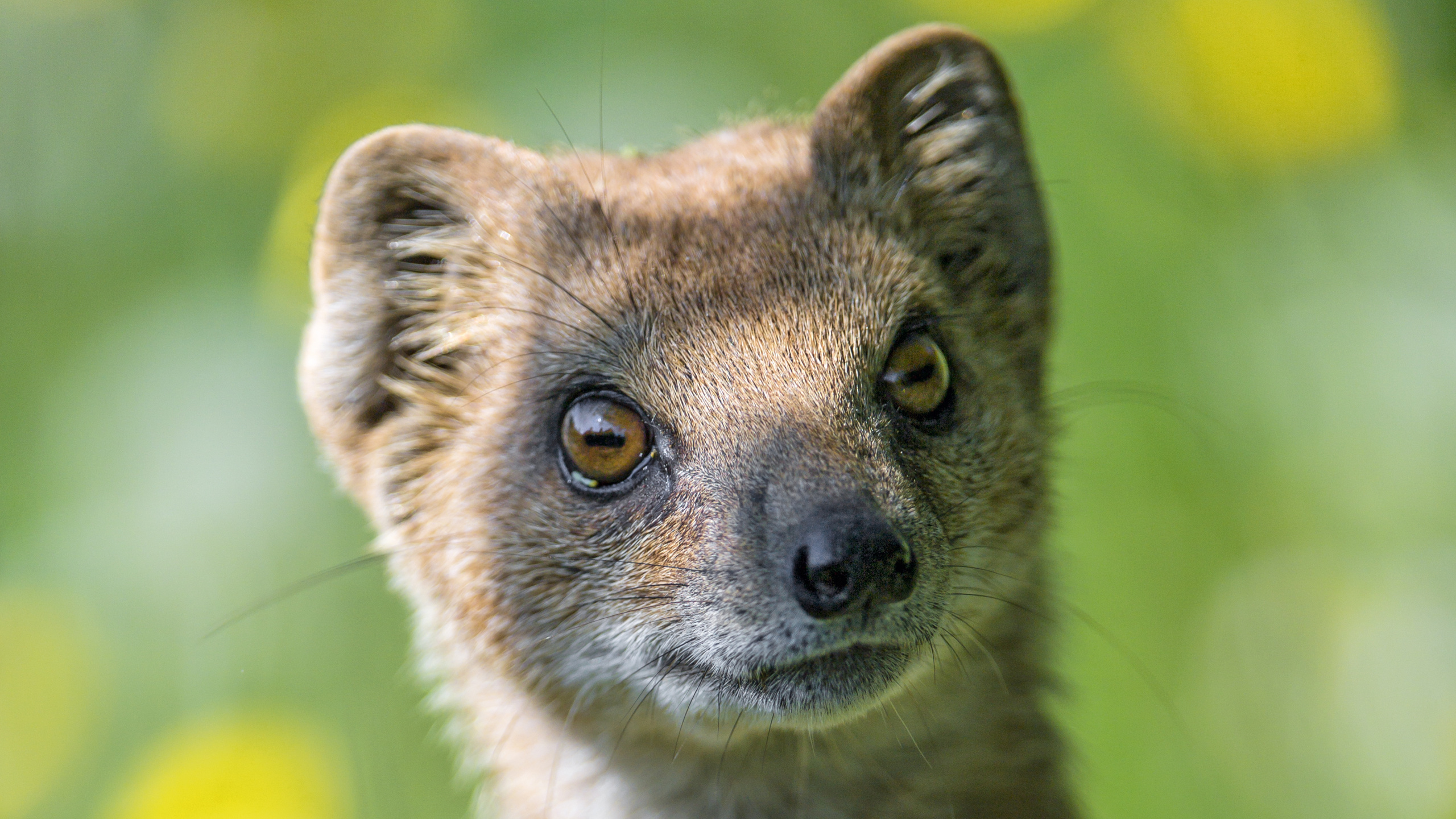 Braun-weißes, Kurzhaariges Tier. Wallpaper in 2560x1440 Resolution