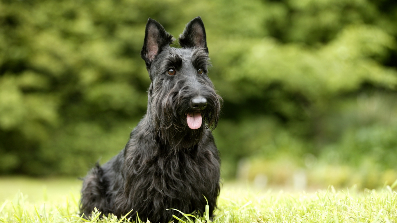Black Long Coat Small Dog on Green Grass During Daytime. Wallpaper in 1366x768 Resolution