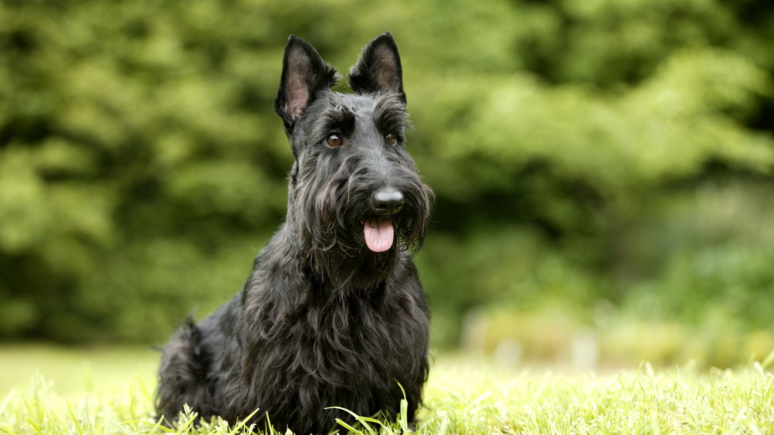 Black Long Coat Small Dog on Green Grass During Daytime. Wallpaper in 2560x1440 Resolution