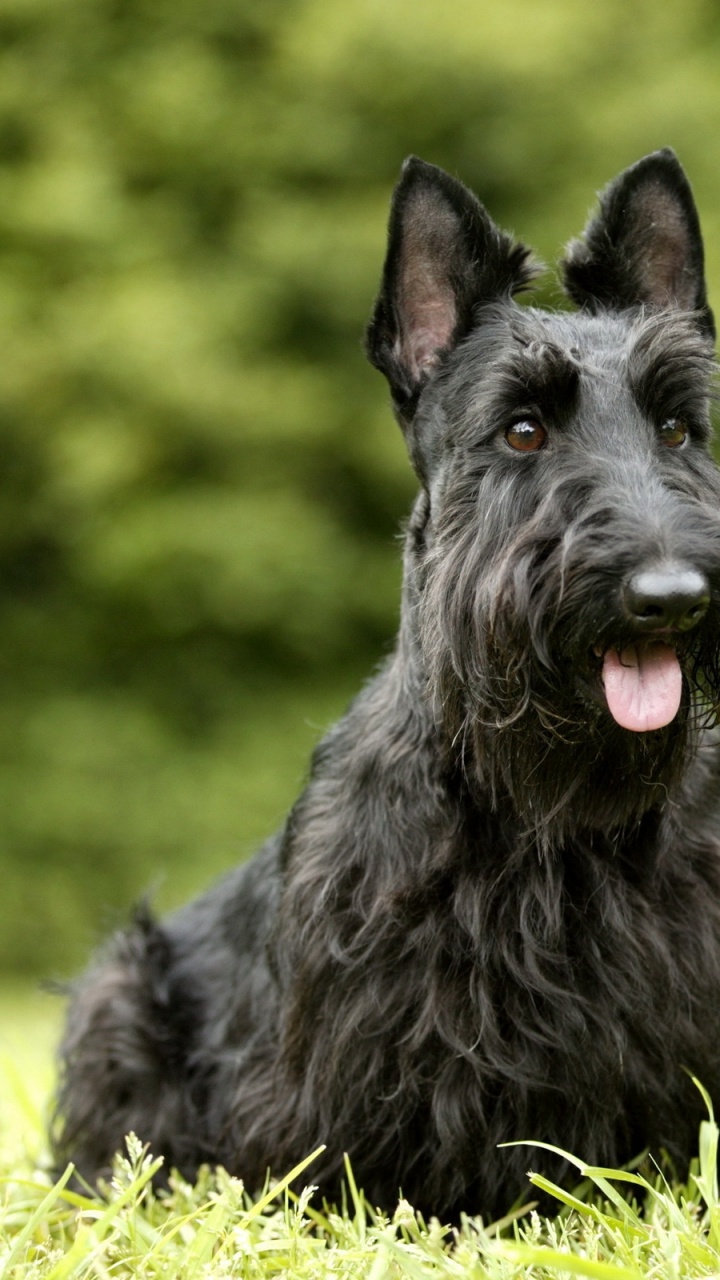 Black Long Coat Small Dog on Green Grass During Daytime. Wallpaper in 720x1280 Resolution