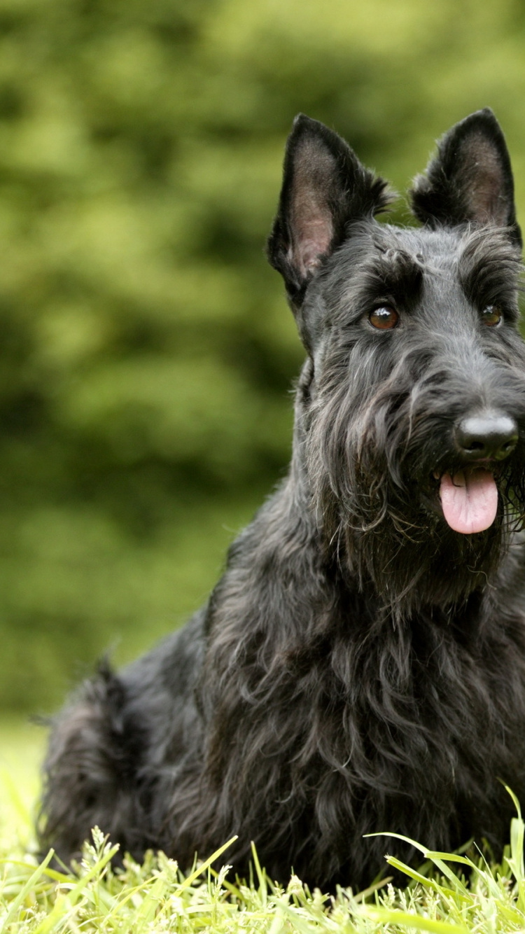 Black Long Coat Small Dog on Green Grass During Daytime. Wallpaper in 750x1334 Resolution