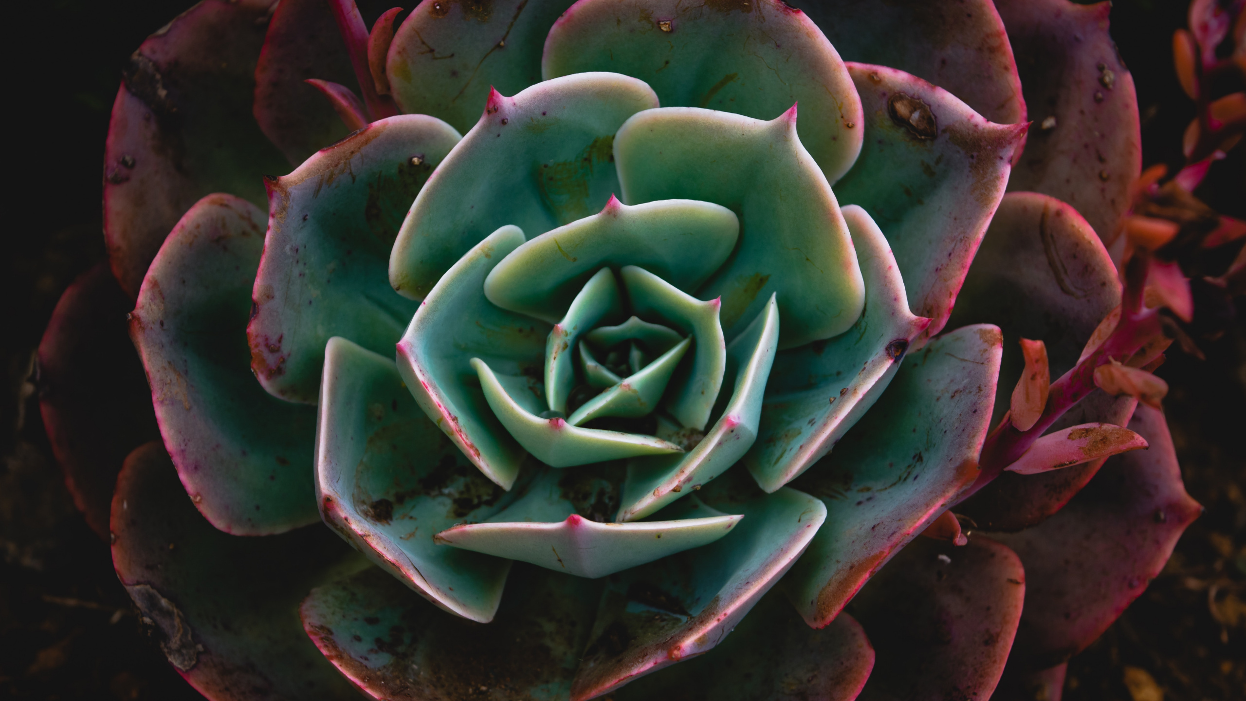Green and Red Succulent Plant. Wallpaper in 2560x1440 Resolution