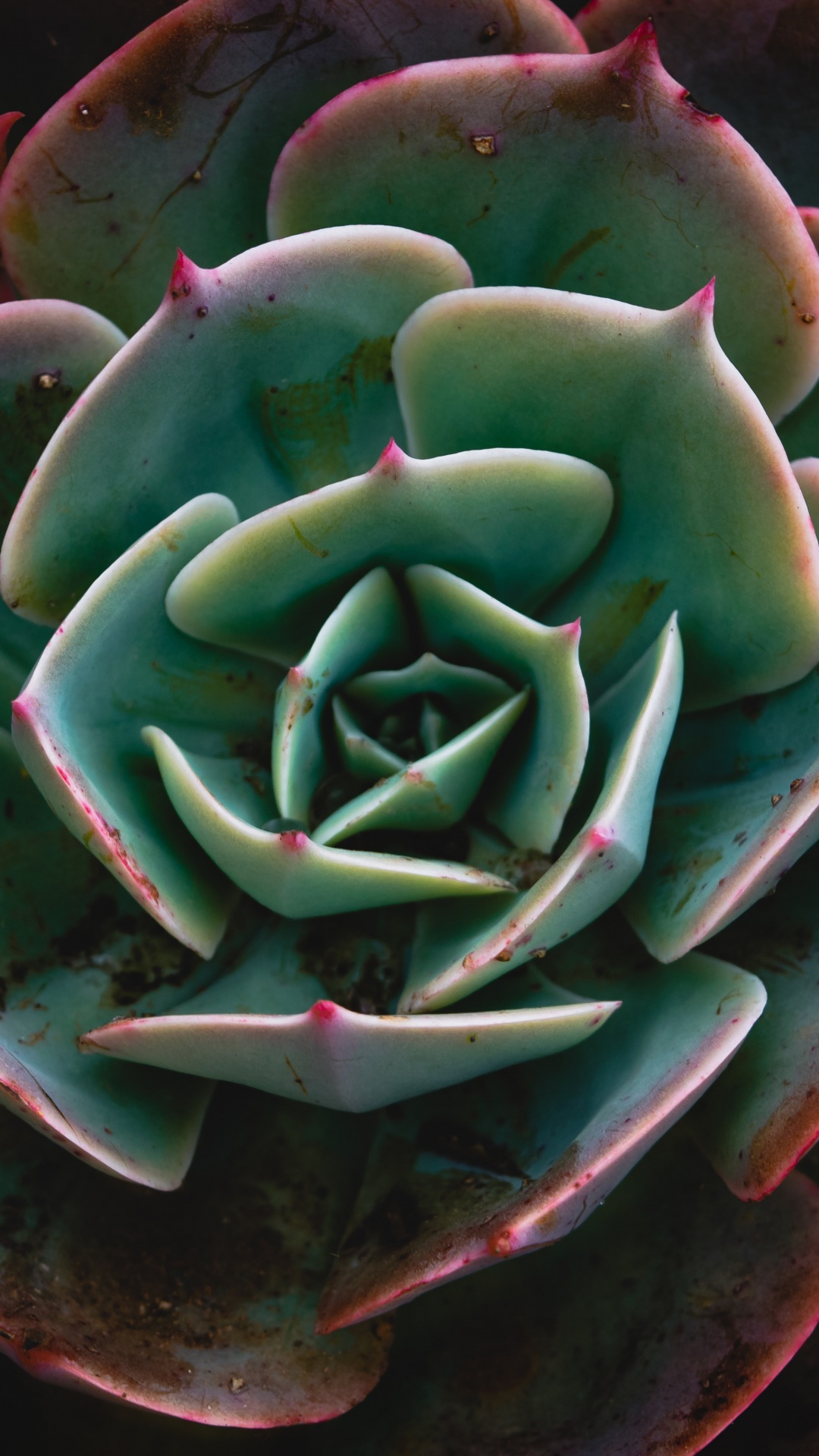 Plante Succulente Verte et Rouge. Wallpaper in 1080x1920 Resolution