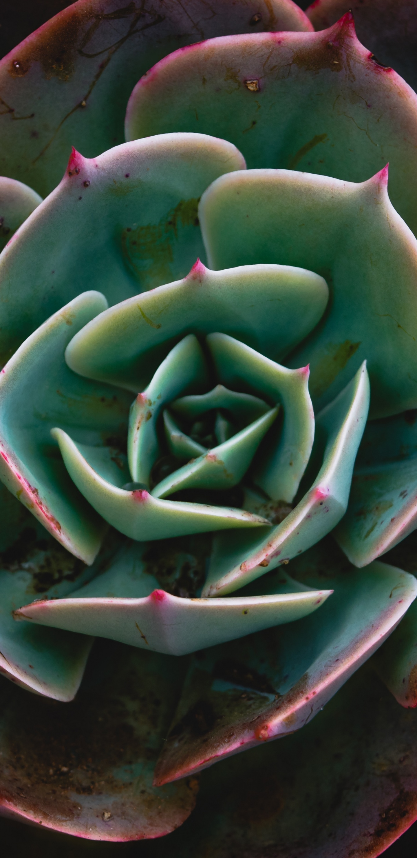 Plante Succulente Verte et Rouge. Wallpaper in 1440x2960 Resolution