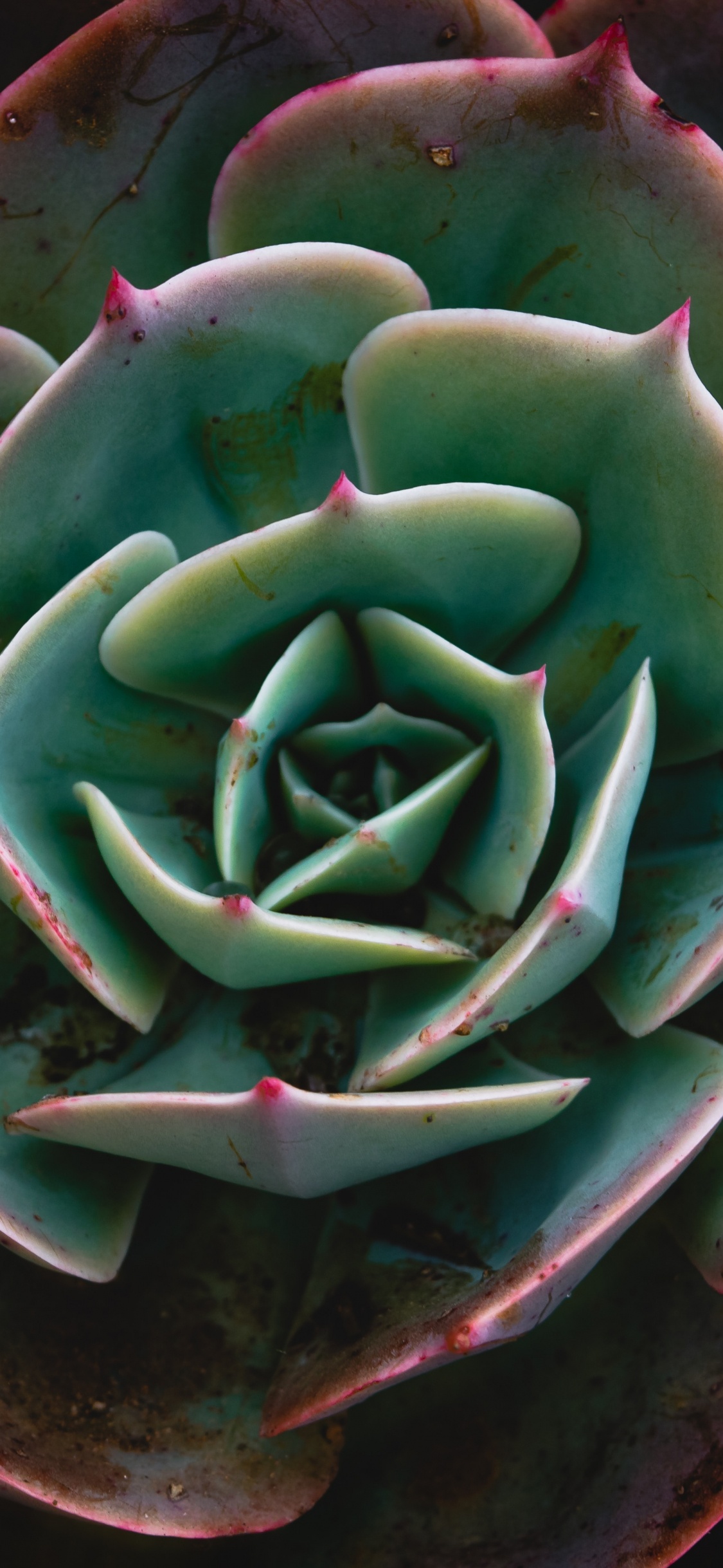 陆地上的植物, 植物干, 关闭了 壁纸 1125x2436 允许