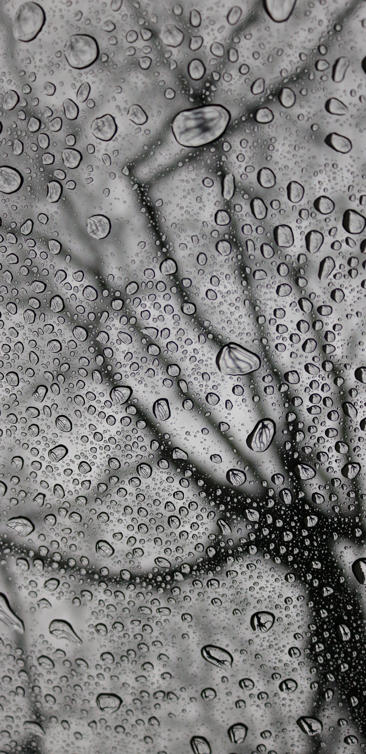 Pluie, Monochrome, Conception, Noir et Blanc, Météo. Wallpaper in 1440x2960 Resolution