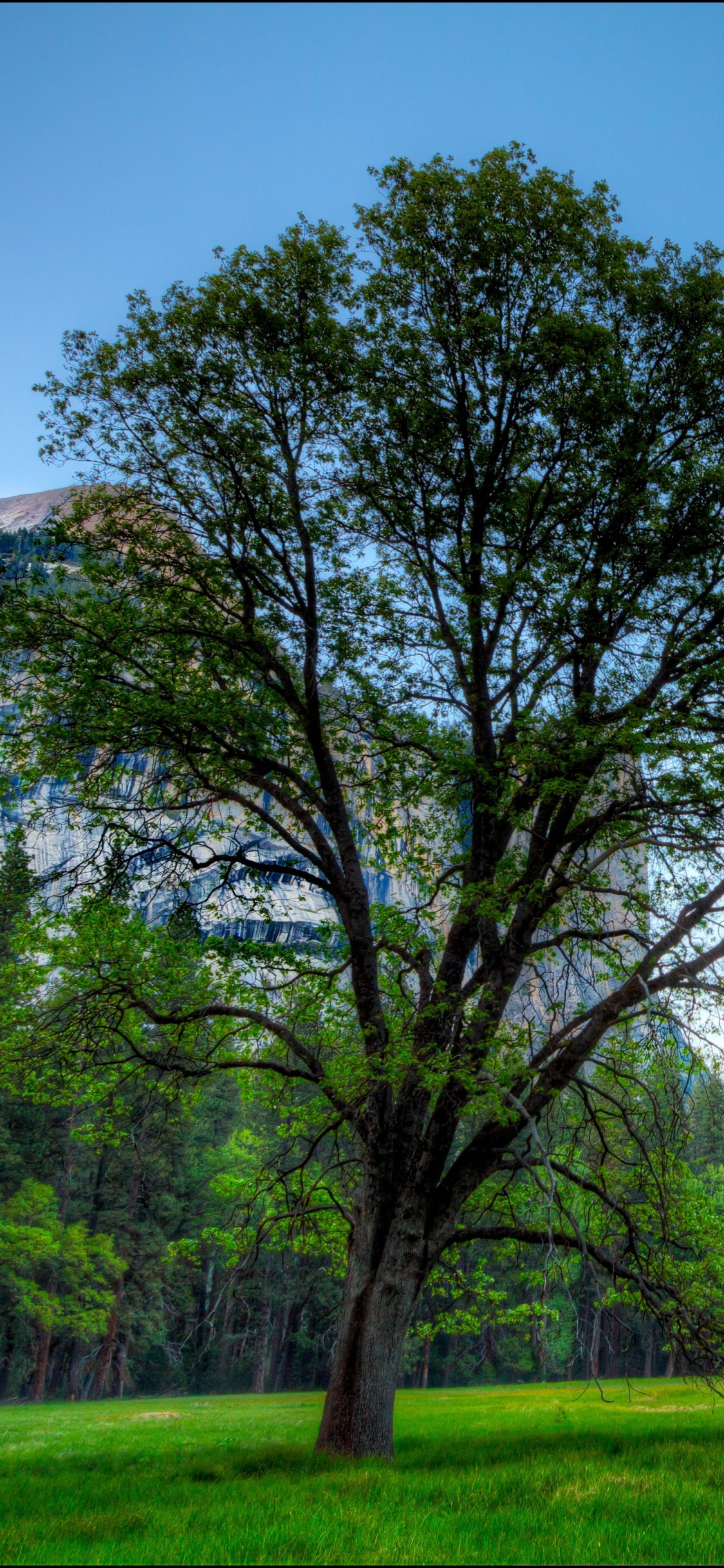 Green Trees on Green Grass Field Near Brown Mountain Under Blue Sky During Daytime. Wallpaper in 1125x2436 Resolution