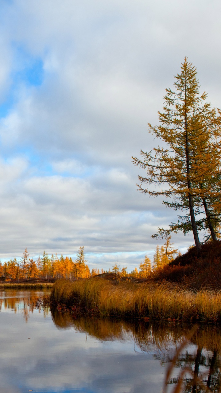 Braune Bäume Neben Gewässer Unter Weißen Wolken Und Blauem Himmel Tagsüber. Wallpaper in 720x1280 Resolution