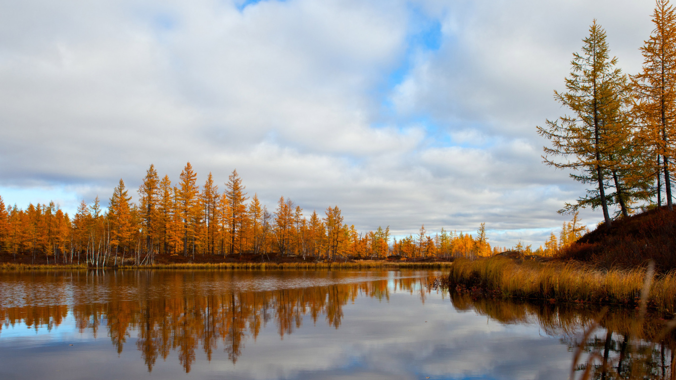 Brown Trees Beside Body of Water Under White Clouds and Blue Sky During Daytime. Wallpaper in 1366x768 Resolution