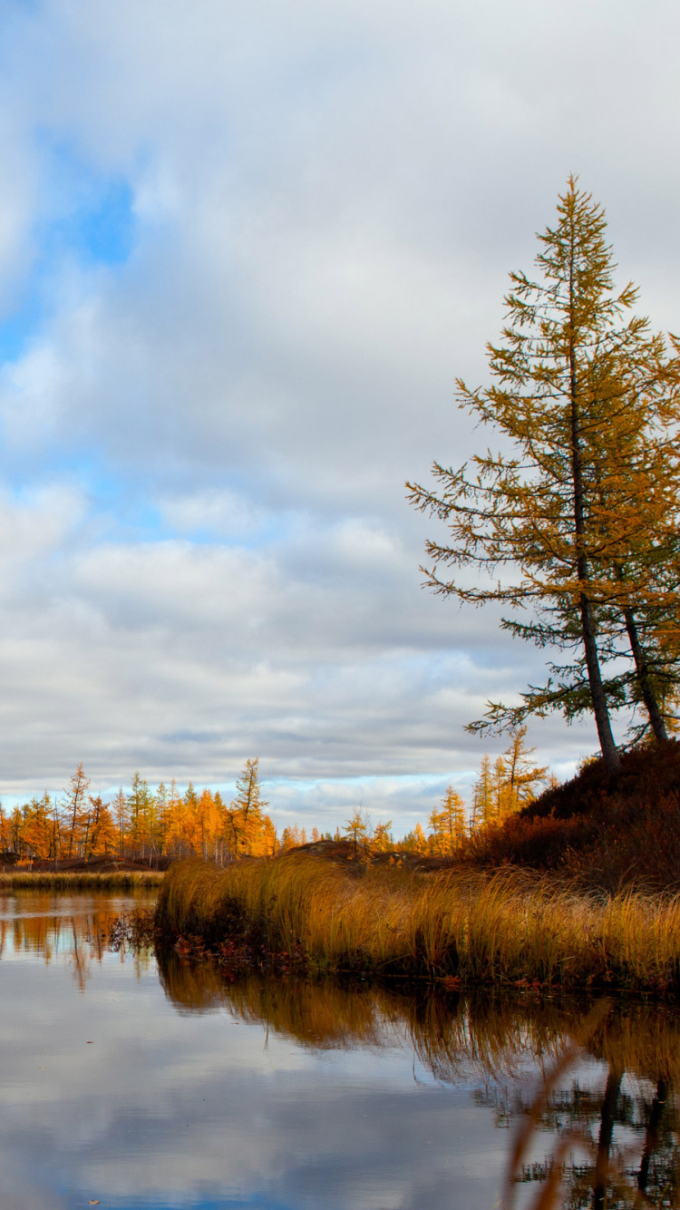 Brown Trees Beside Body of Water Under White Clouds and Blue Sky During Daytime. Wallpaper in 750x1334 Resolution