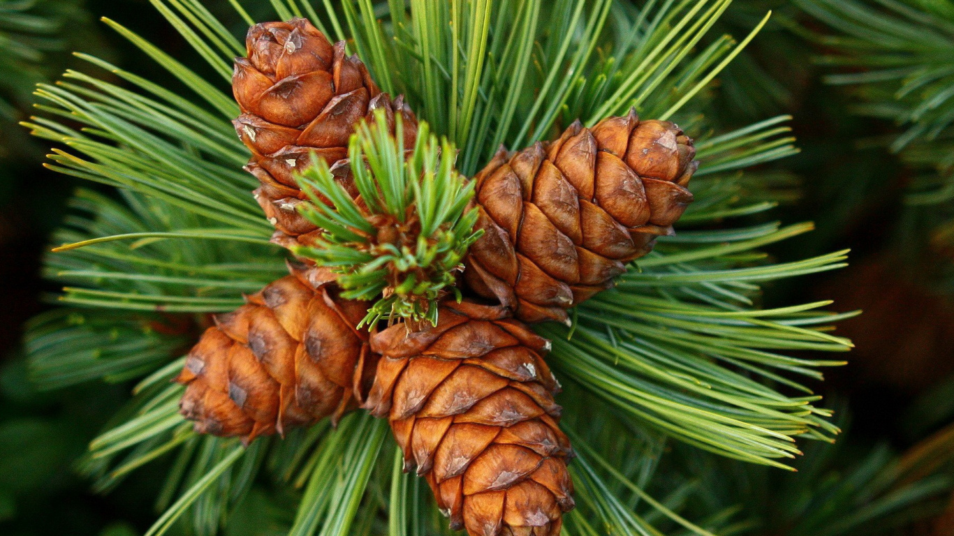 Plante Brune et Verte Pendant la Journée. Wallpaper in 1366x768 Resolution