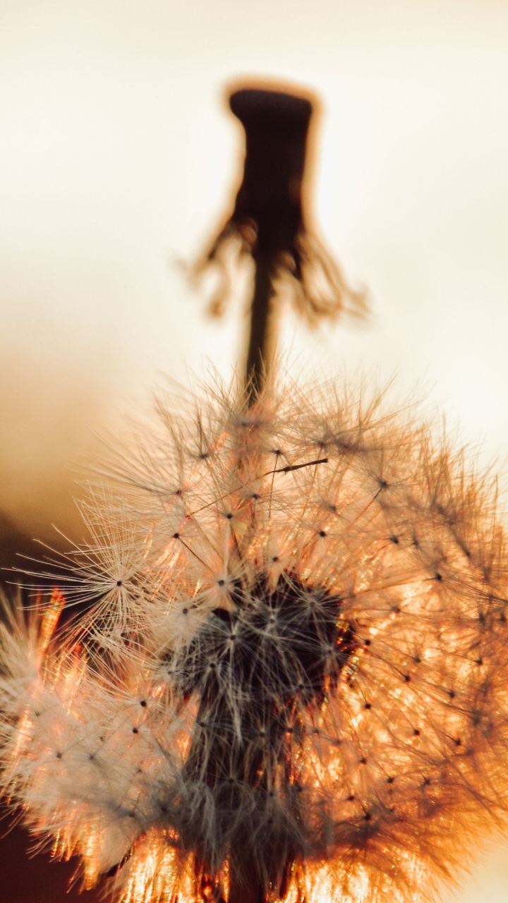 Wildflower, Branch, Holz, Zweig, Terrestrische Pflanzen. Wallpaper in 720x1280 Resolution