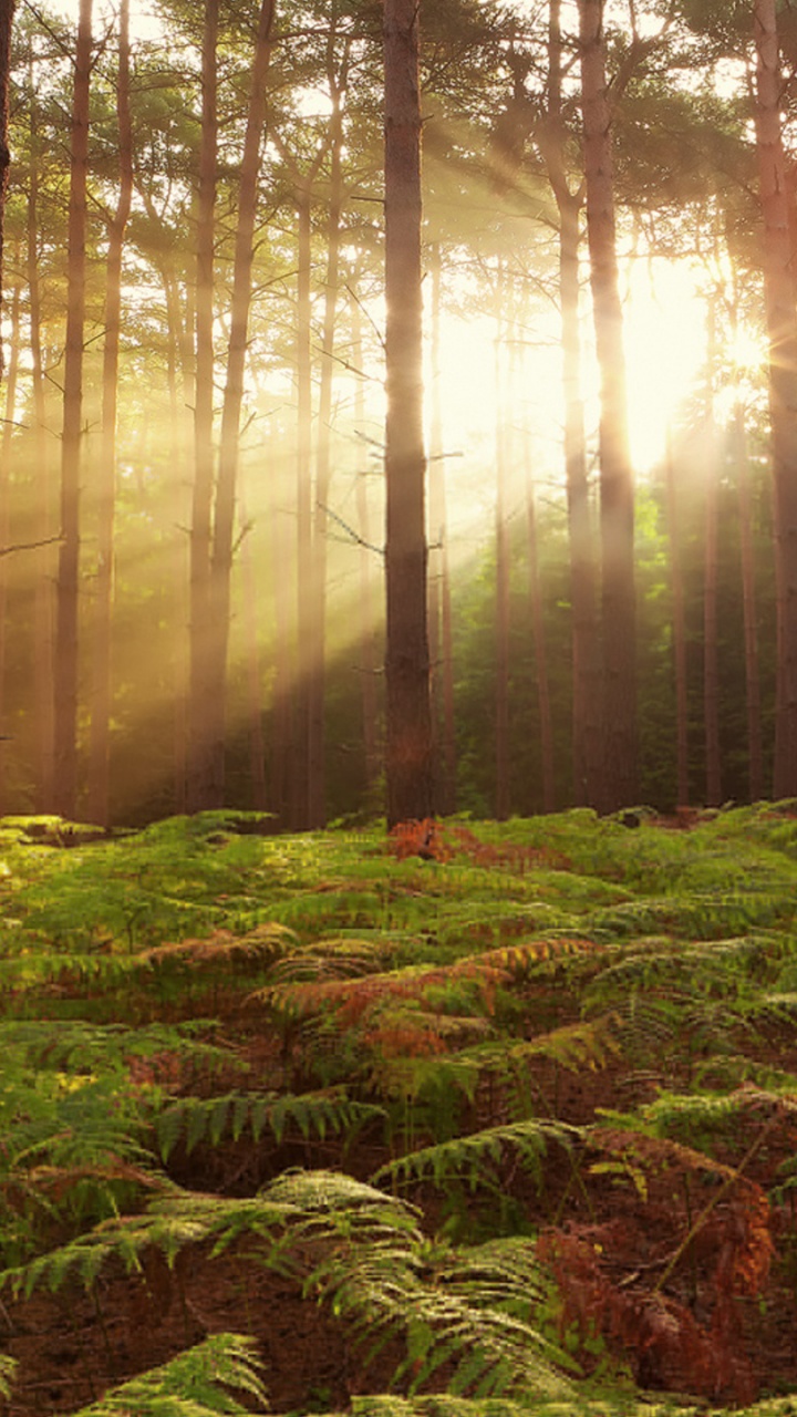 Green Grass and Trees During Daytime. Wallpaper in 720x1280 Resolution