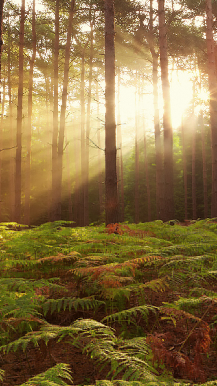 Green Grass and Trees During Daytime. Wallpaper in 750x1334 Resolution