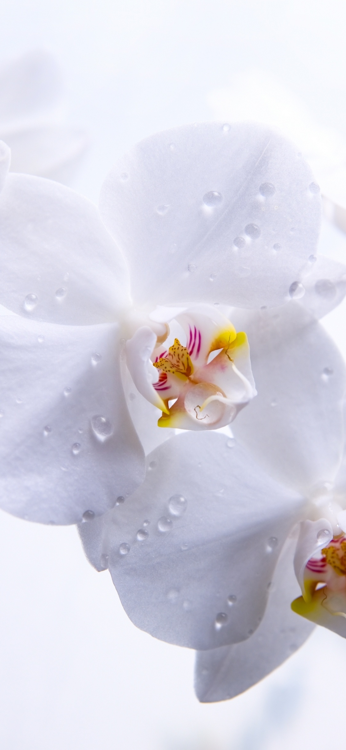 White Cherry Blossom in Close up Photography. Wallpaper in 1125x2436 Resolution