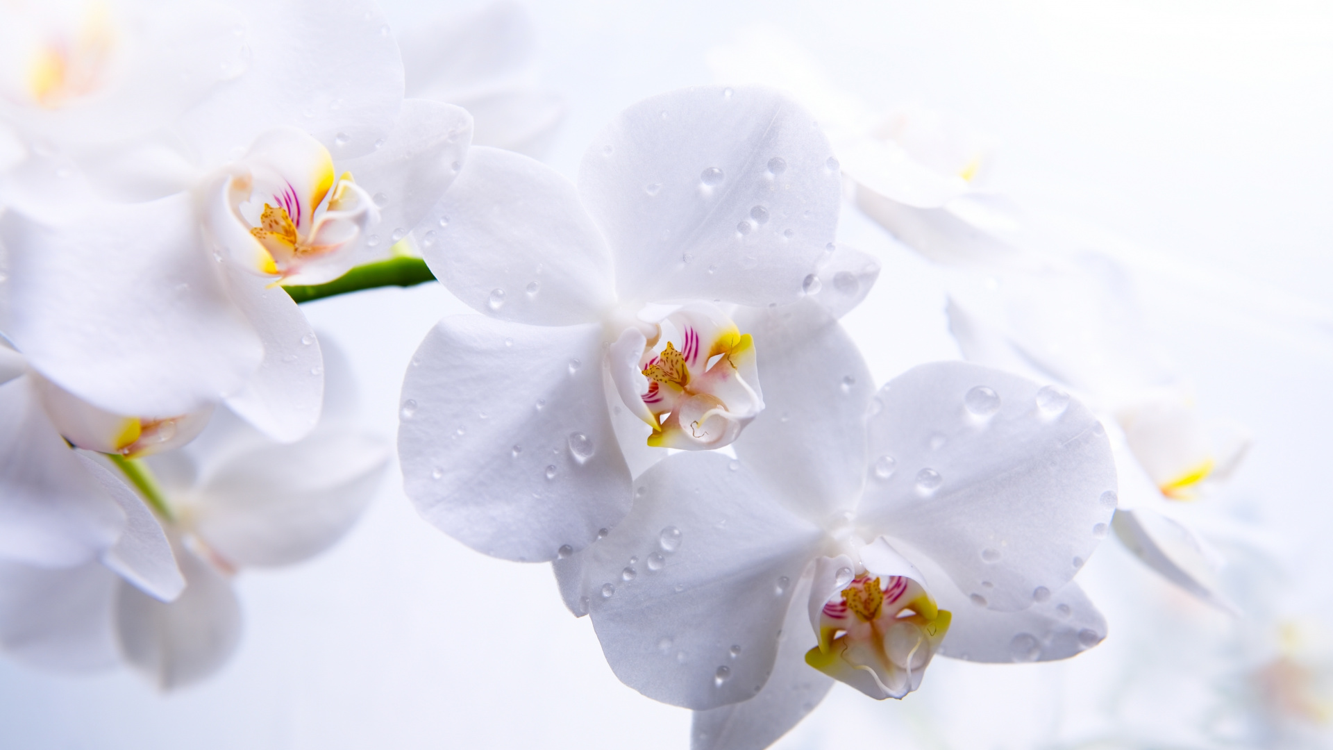 White Cherry Blossom in Close up Photography. Wallpaper in 1920x1080 Resolution