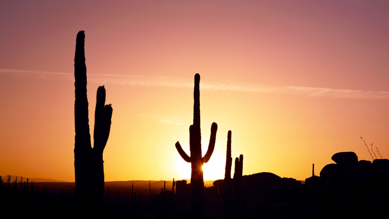 Silhouette de Cactus Pendant le Coucher du Soleil. Wallpaper in 1280x720 Resolution