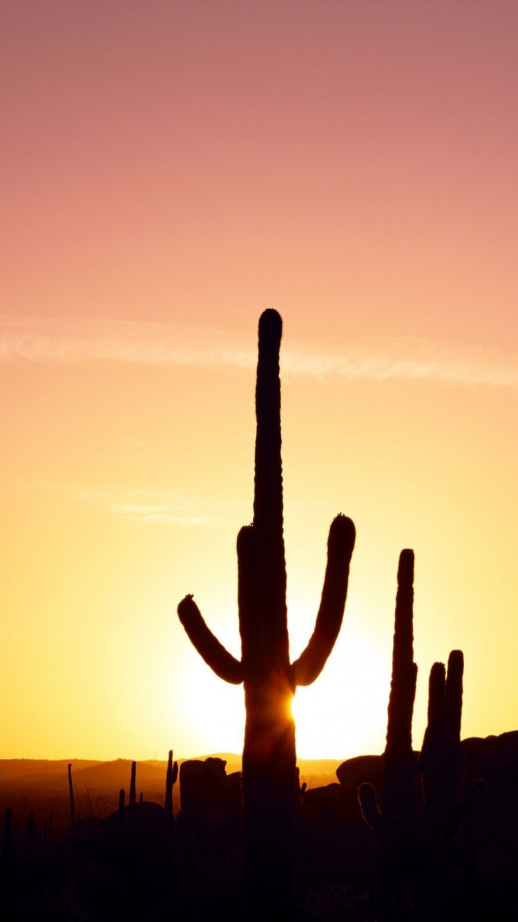 Silhouette Des Kaktus Bei Sonnenuntergang. Wallpaper in 750x1334 Resolution