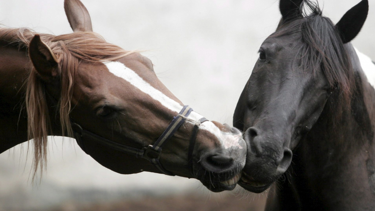 Cheval Brun et Blanc Avec Oeil Blanc et Noir. Wallpaper in 1280x720 Resolution