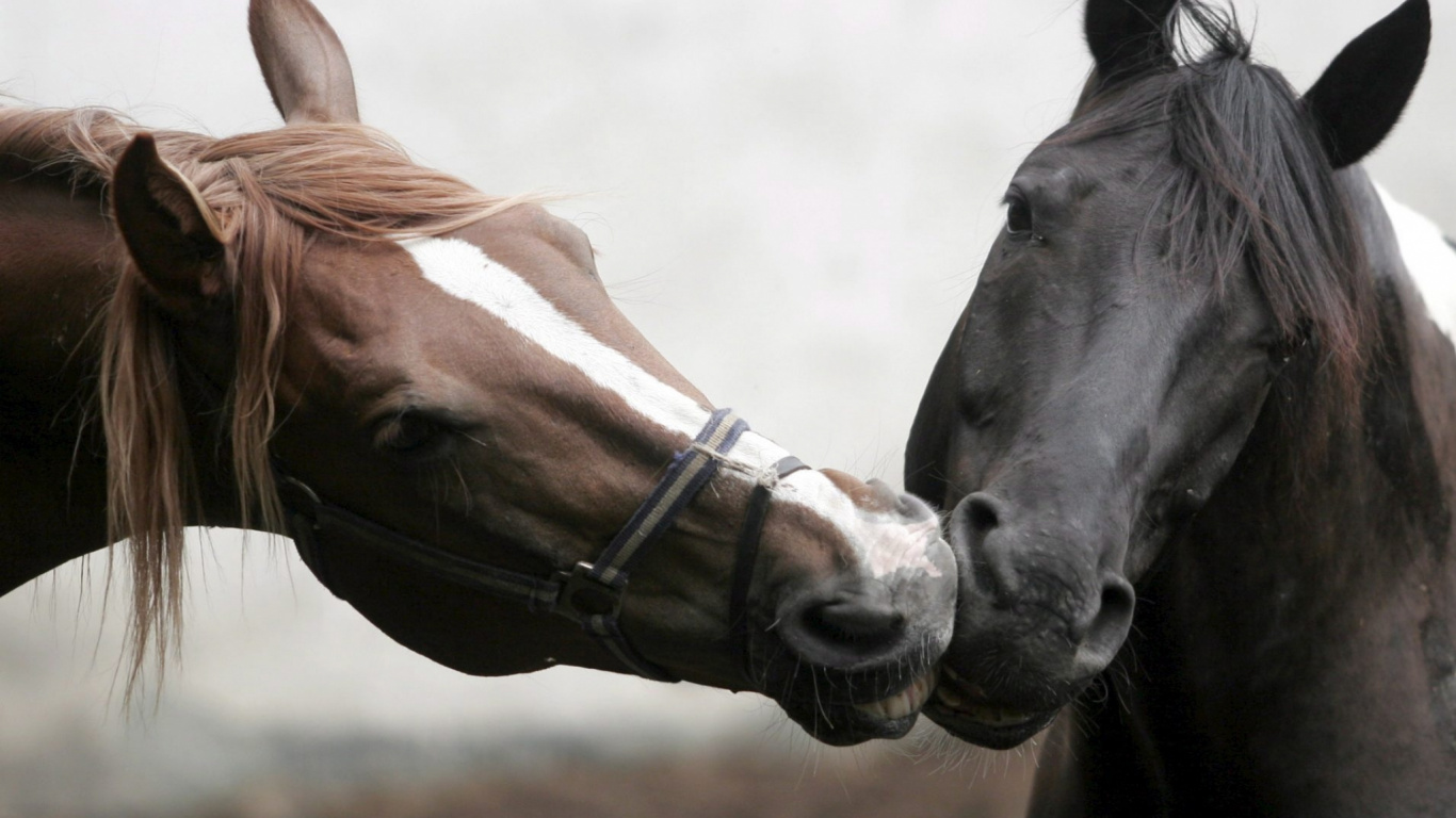 Brown and White Horse With White and Black Eye. Wallpaper in 1366x768 Resolution