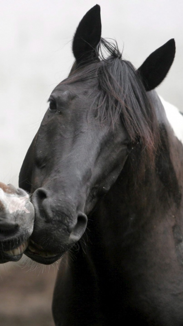 Brown and White Horse With White and Black Eye. Wallpaper in 720x1280 Resolution