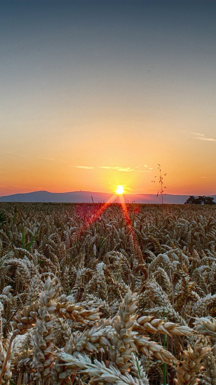 Grünes Weizenfeld Bei Sonnenuntergang. Wallpaper in 720x1280 Resolution