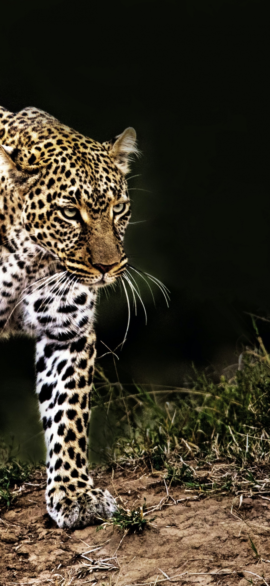 Leopard, Felidae, Jaguar, Leones, Africano de Leopardo. Wallpaper in 1125x2436 Resolution