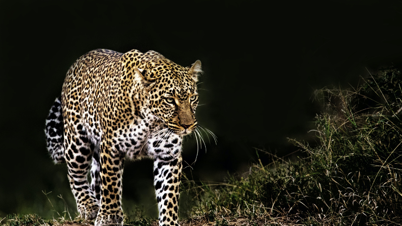 Leopard, Felidae, Jaguar, Leones, Africano de Leopardo. Wallpaper in 1280x720 Resolution