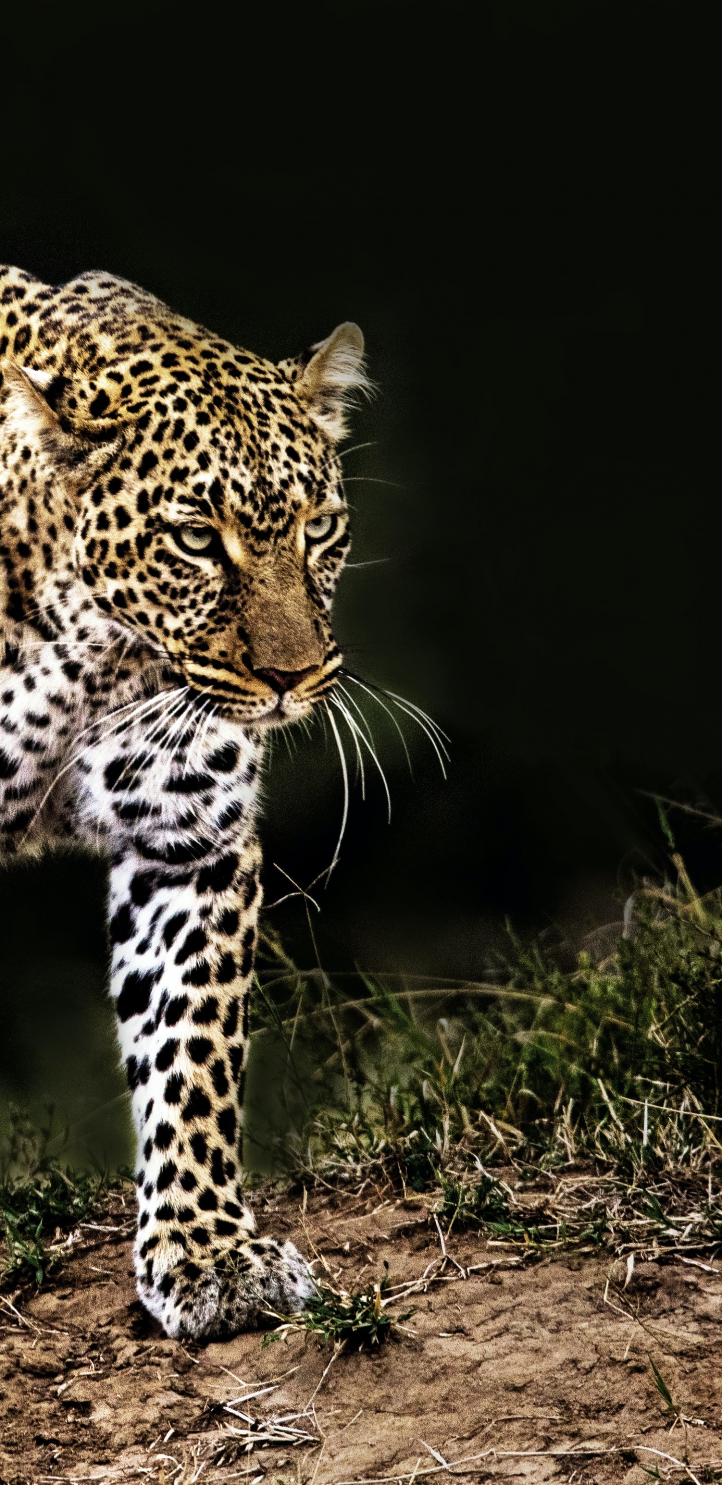 Leopard, Felidae, Jaguar, Leones, Africano de Leopardo. Wallpaper in 1440x2960 Resolution